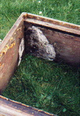 A Mouldy Wet box