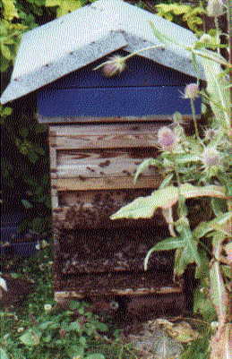 A busy hive.