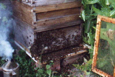 Opening up hive 1
