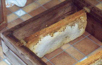 A frame full of Honey