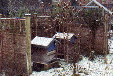 Wintery hives