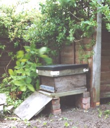 A swarm under the honeysuckle