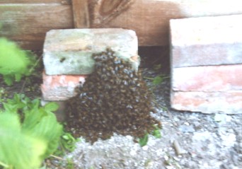 Bees under the box!