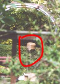 Swarm in hedge. A skep on top for them to crawl into