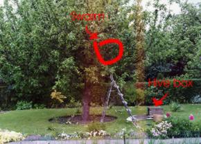 Swarm in apple tree