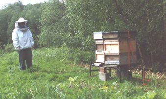 A new home for the hives