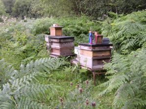 Hives at Flxton