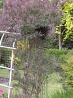 Swarm in next doors honeysuckle abor