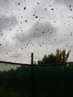 A swarm takes-off