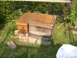 The two hives to be united