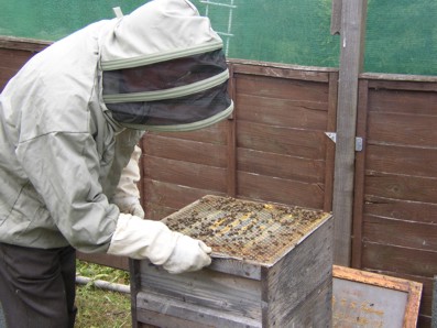 Dad removes a queen excluder