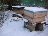 A wintery hive 6