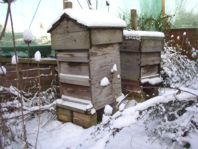 A wintery hive3