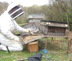 Coaxing the bees into their new hive