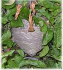 wasp nest