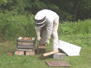 Swarm box to brood box