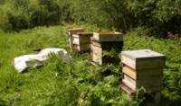 Flaxton to collect honey