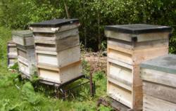 Flaxton bees with new supers