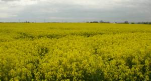 Rape field