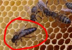 Rare sight of a queen bee