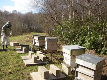 Flacxton hive stands