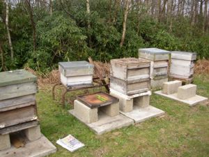 Leveling up the new hives