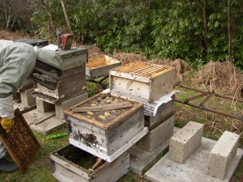 New boxes for the bees