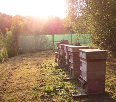 Flaxton Apiary withv its new netting