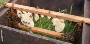 The eggs now as queen cells