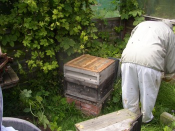 small hive