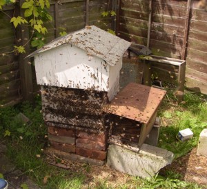 queenless hive