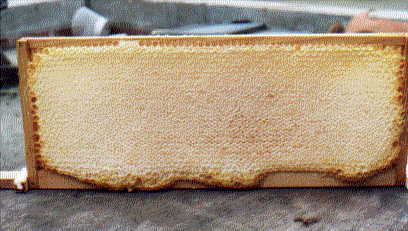 The very first Frame of Waites Honey