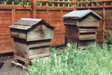 Our first hives