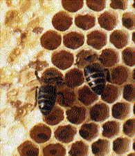 Honeycomb